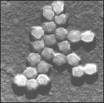 adenovirus